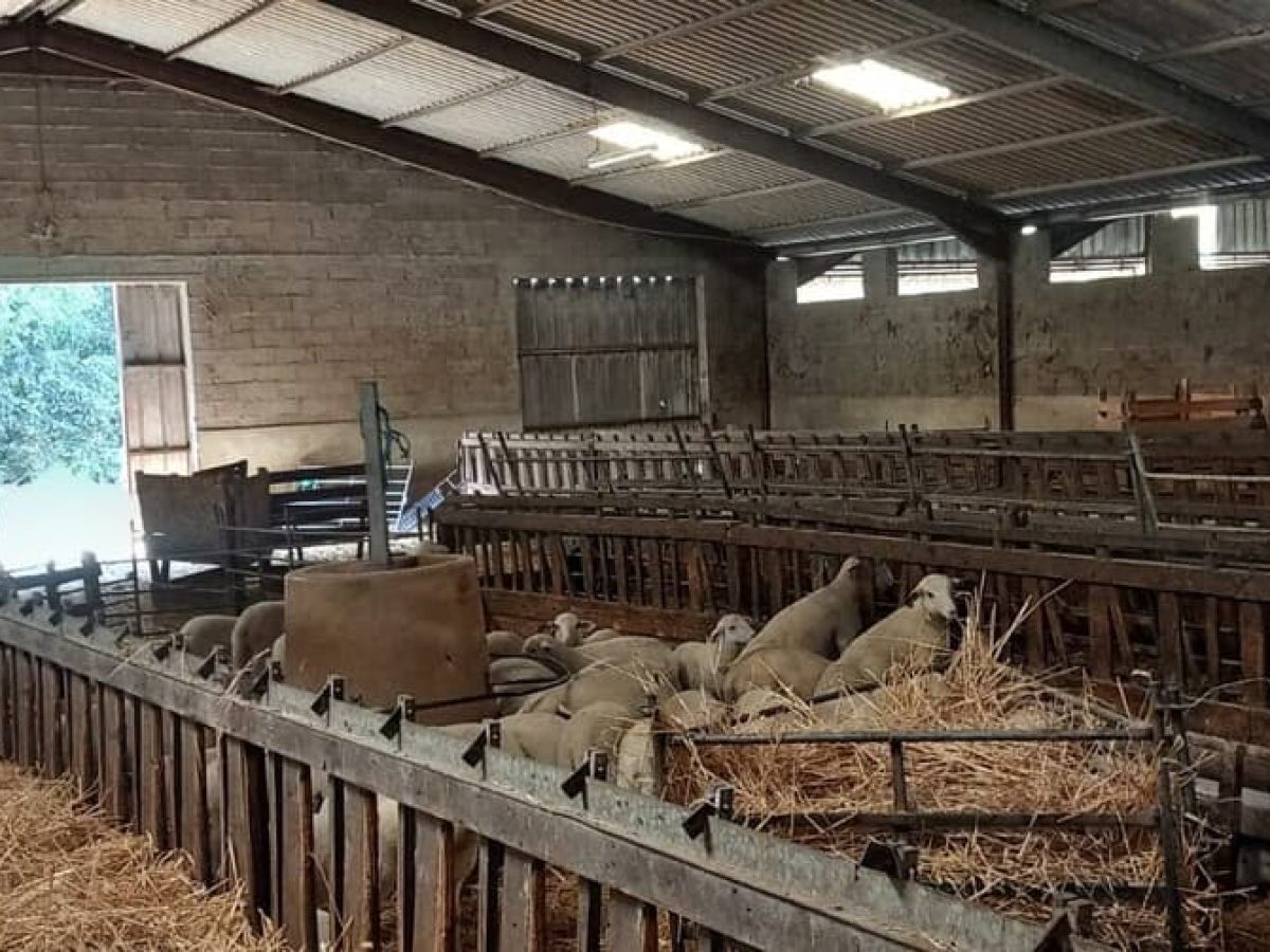 Ferme d’élevage ovin à reprendre sur la région agricole du Limargue – Lot (46)