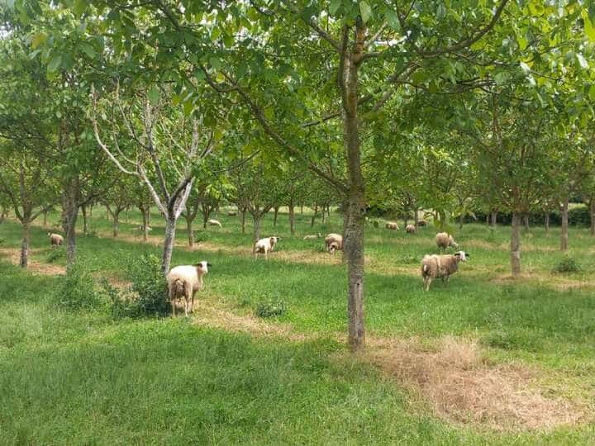 Ferme d’élevage ovin à reprendre sur la région agricole du Limargue – Lot (46)