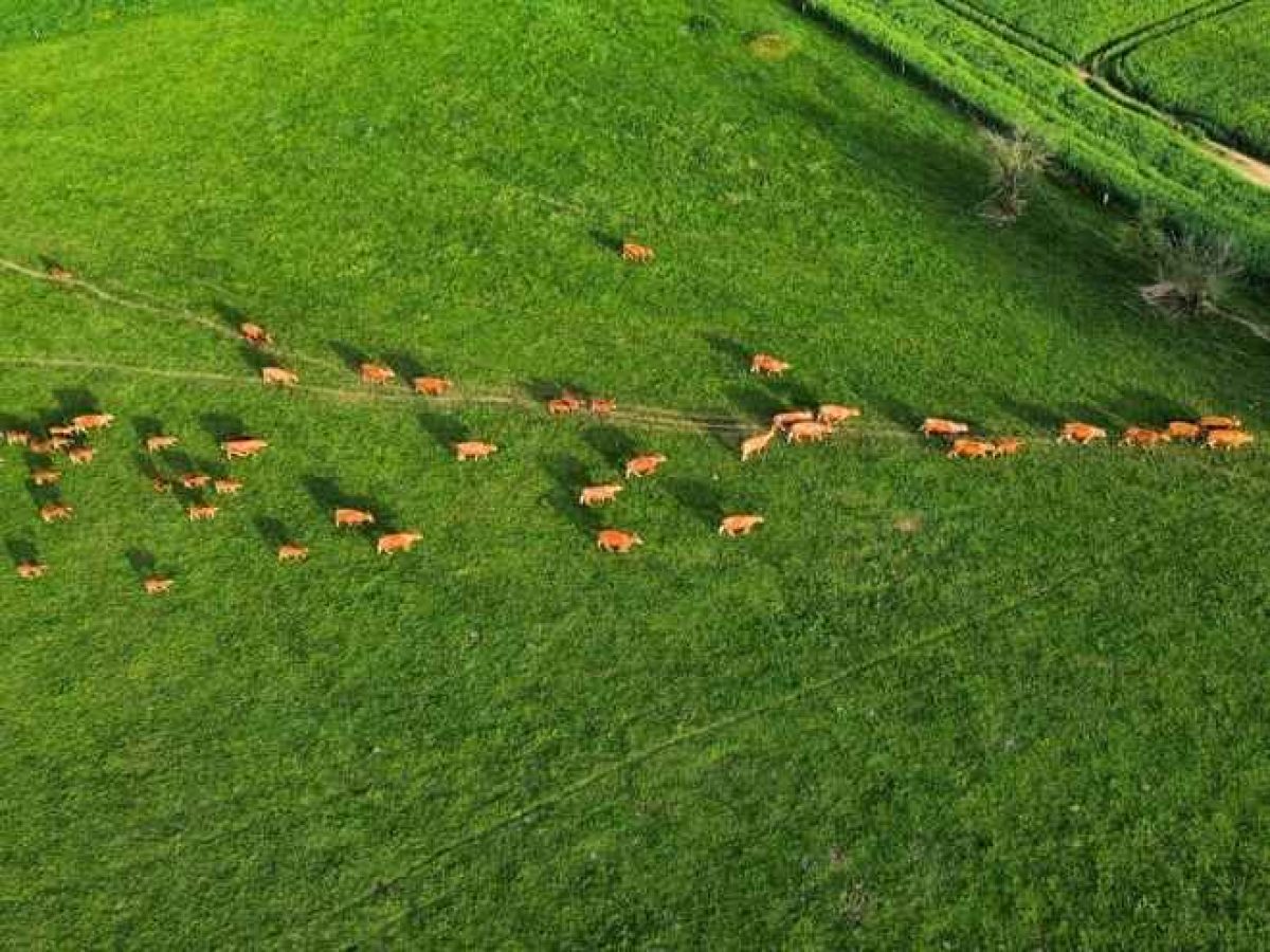 Recherche d’associé pour une exploitation agricole en polyculture-élevage bovin allaitant – Nièvre (58)