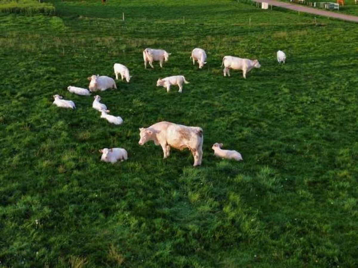 Recherche d’associé pour une exploitation agricole en polyculture-élevage bovin allaitant – Nièvre (58)