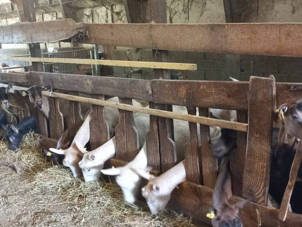 Ferme d’élevage caprin de 52 ha à reprendre à proximité de Souillac – Lot (46)