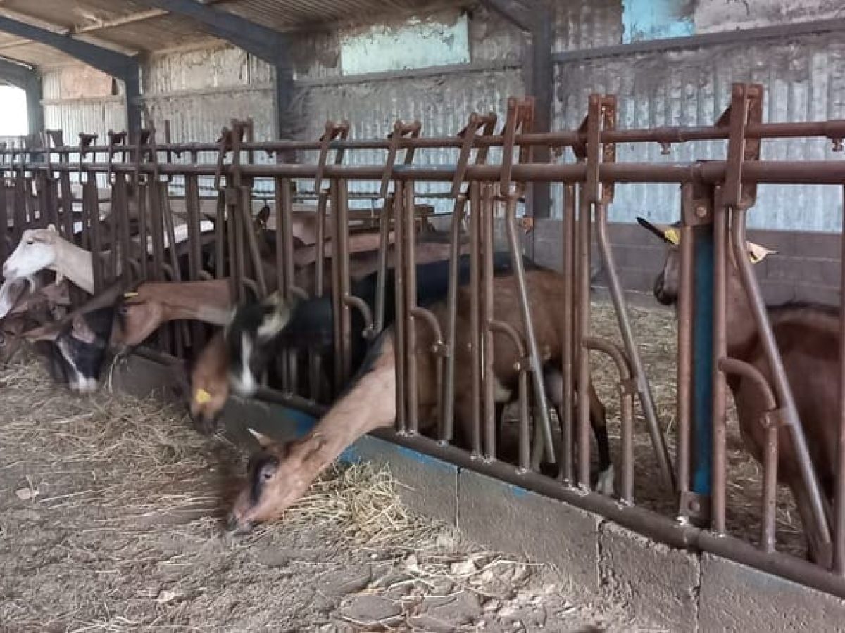 Ferme d’élevage caprin de 52 ha à reprendre à proximité de Souillac – Lot (46)