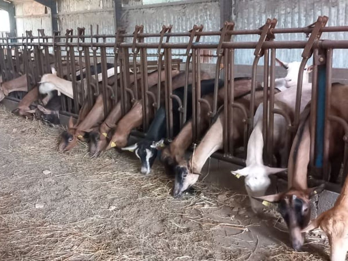 Ferme d’élevage caprin de 52 ha à reprendre à proximité de Souillac – Lot (46)