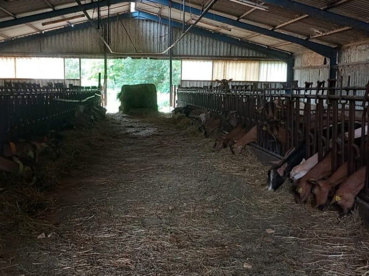 Ferme d’élevage caprin de 52 ha à reprendre à proximité de Souillac – Lot (46)