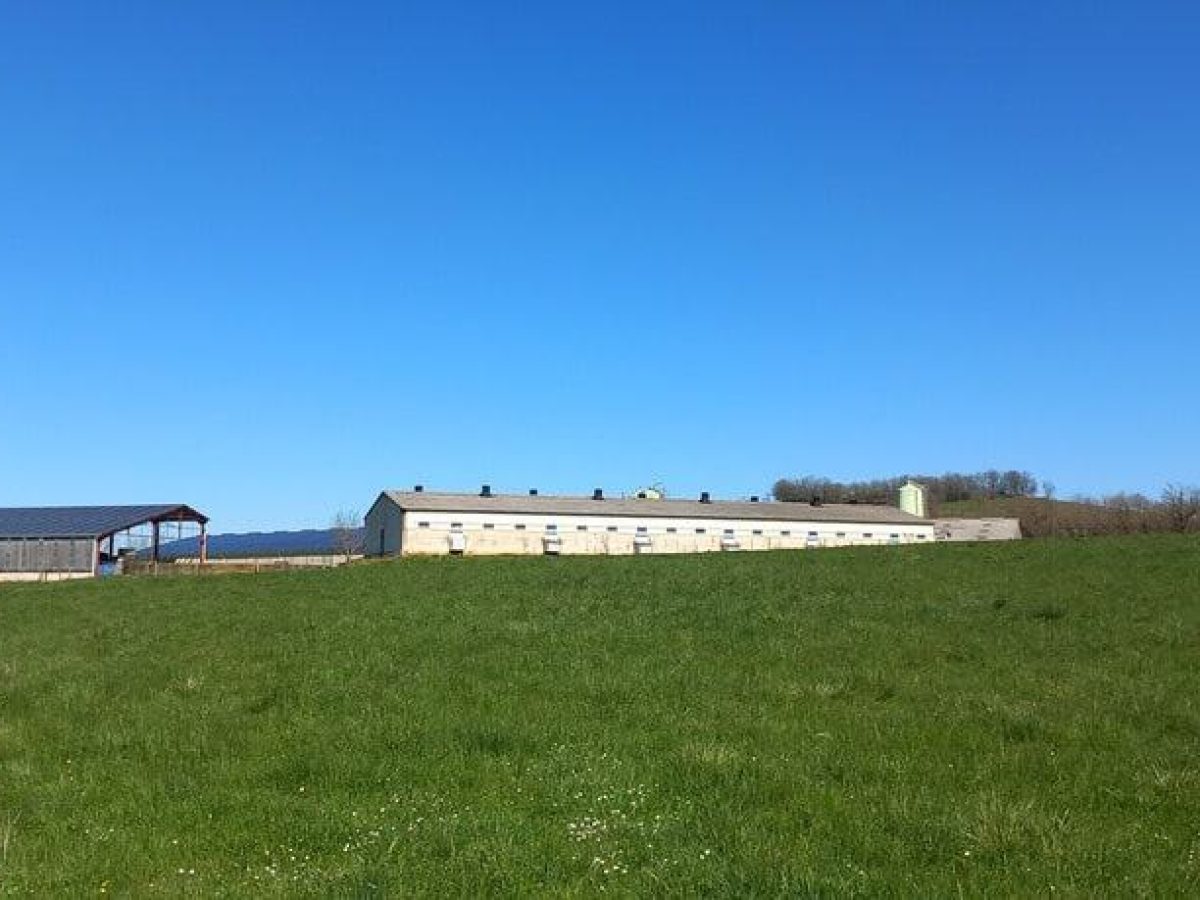 Ferme d’élevage bovin viande à reprendre à proximité de Saint-Céré - Lot (46)
