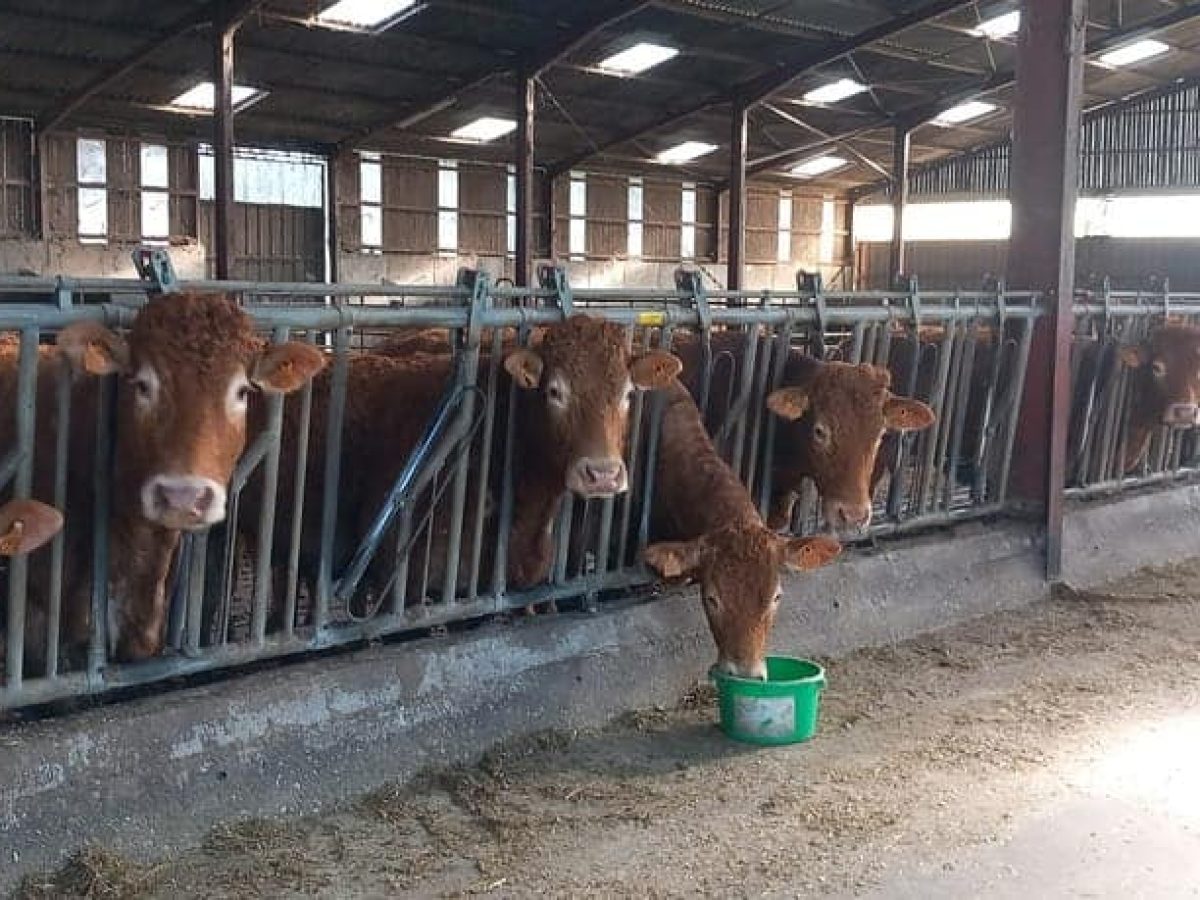 Ferme d’élevage bovin viande à reprendre à proximité de Saint-Céré - Lot (46)