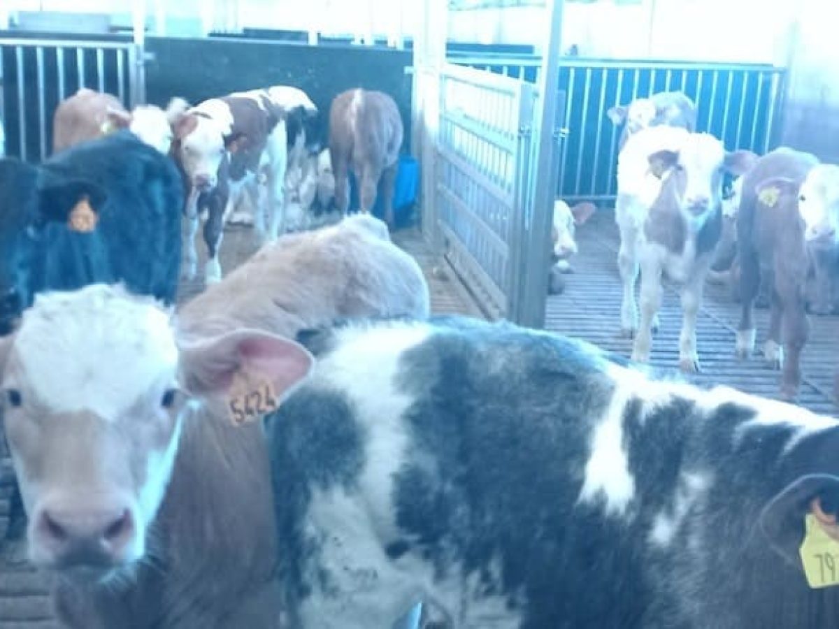 Ferme d’élevage bovin viande à reprendre à proximité de Saint-Céré - Lot (46)