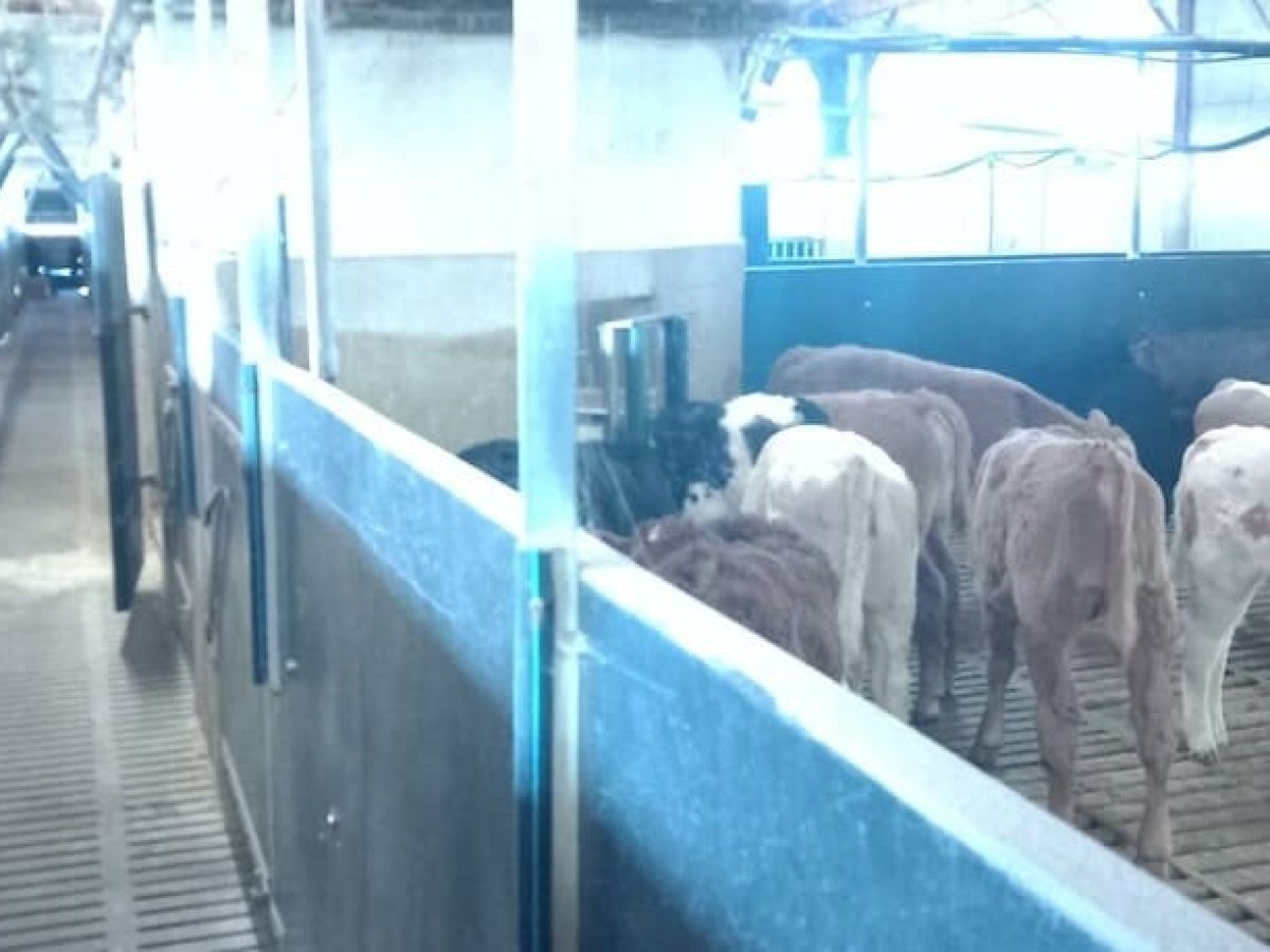Ferme d’élevage bovin viande à reprendre à proximité de Saint-Céré - Lot (46)