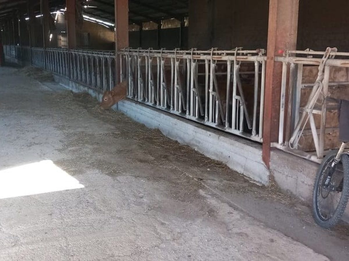 Ferme d’élevage bovin viande à reprendre à proximité de Saint-Céré - Lot (46)