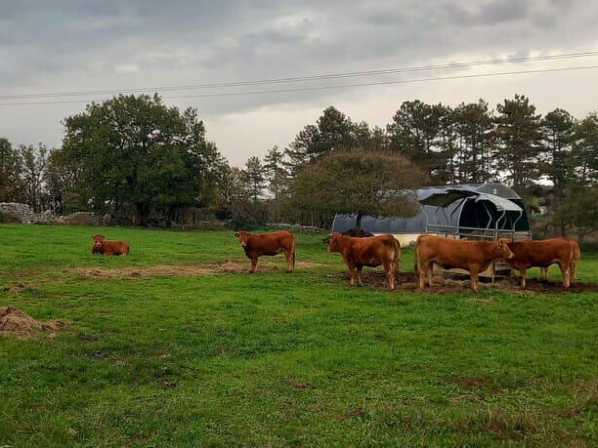 Ferme d’Élevage Bovins Laitiers à reprendre dans la région agricole du Limargue – Lot (46)