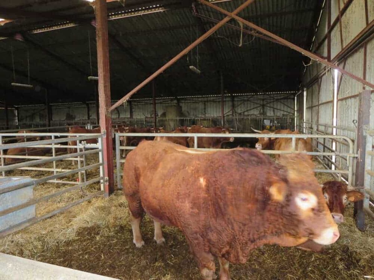Ferme d’Élevage Bovins Laitiers à reprendre dans la région agricole du Limargue – Lot (46)