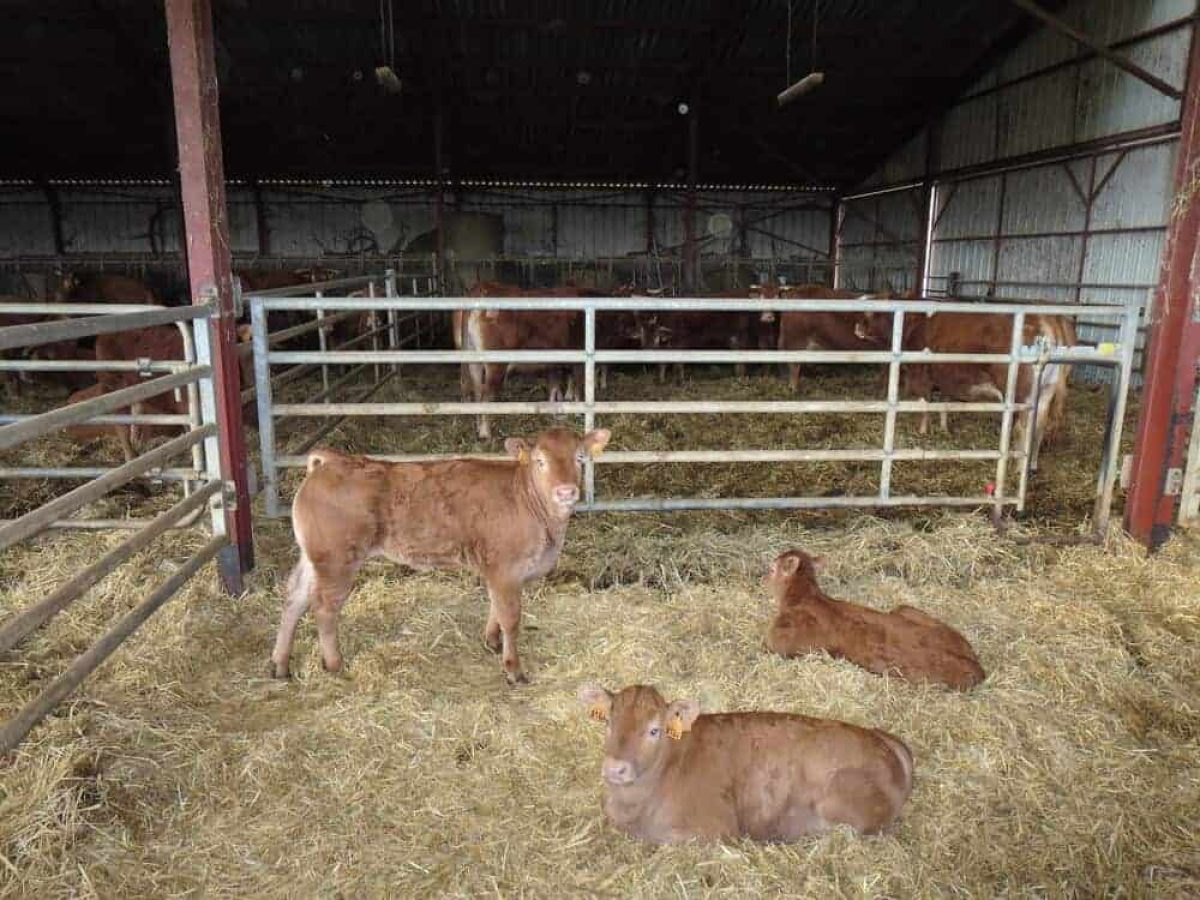 Ferme d’Élevage Bovins Laitiers à reprendre dans la région agricole du Limargue – Lot (46)