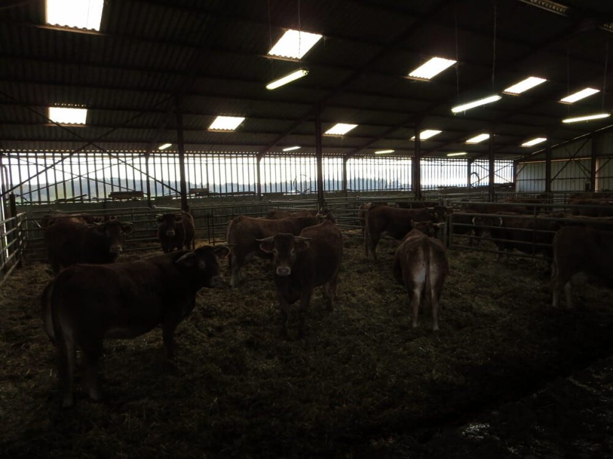 Ferme d’Élevage Bovins Laitiers à reprendre dans la région agricole du Limargue – Lot (46)