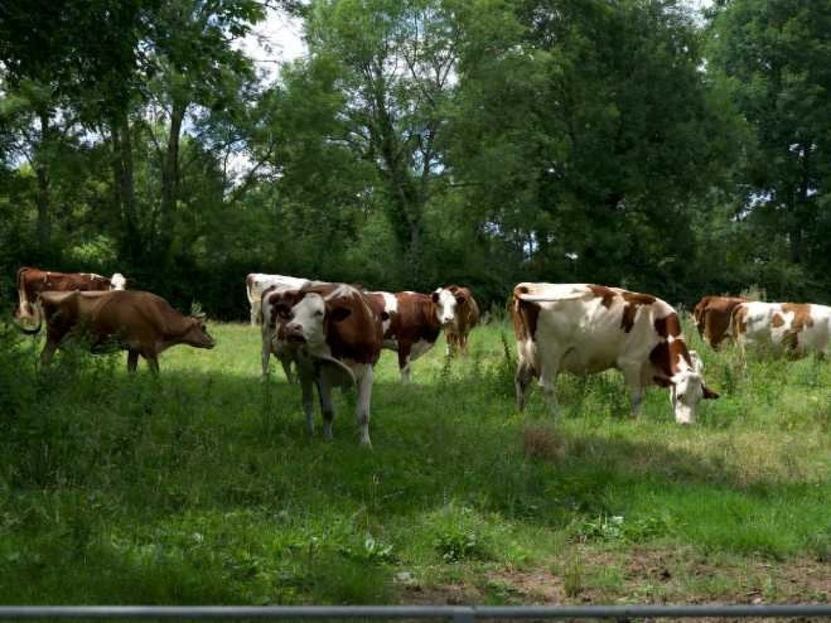 Ferme d’Élevage Bovins laitiers à reprendre à Neuville-lès-Decize – Nièvre (58)