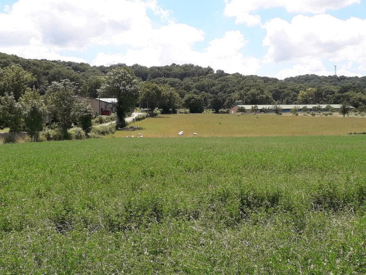 Recherche associé.e en élevage ovin et avicole à proximité de Gramat - Lot (46)