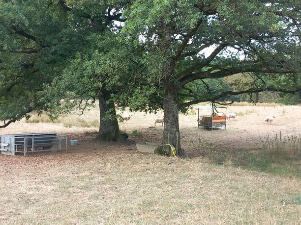 Recherche associé.e en élevage ovin et avicole à proximité de Gramat - Lot (46)