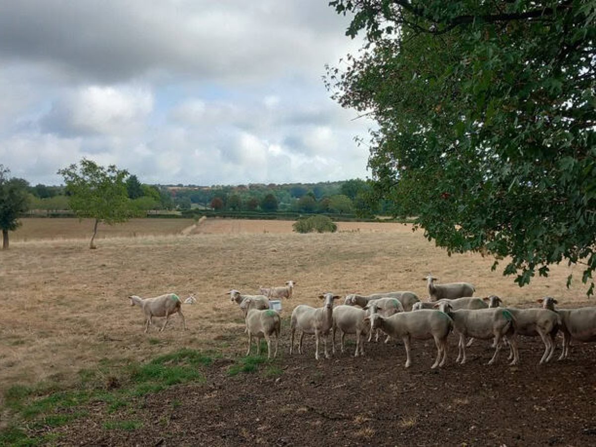 Recherche associé.e en élevage ovin et avicole à proximité de Gramat - Lot (46)
