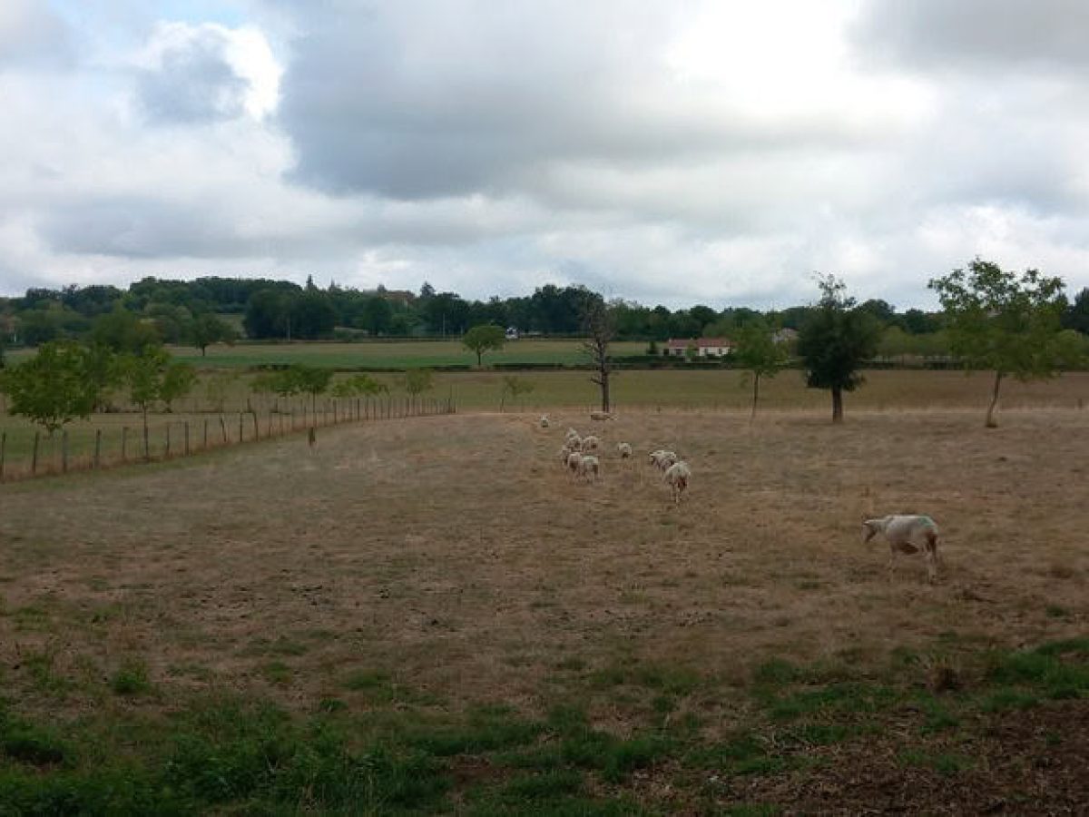 Recherche associé.e en élevage ovin et avicole à proximité de Gramat - Lot (46)