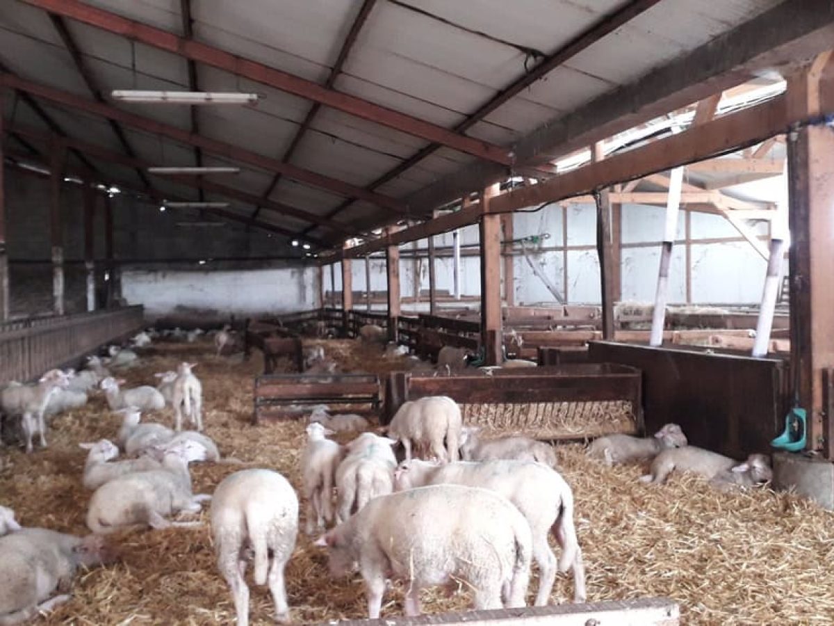 Recherche associé.e en élevage ovin et avicole à proximité de Gramat - Lot (46)