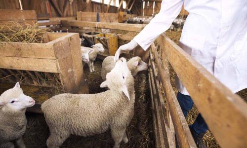 Les Offres d’Exploitation d’Élevage Ovin