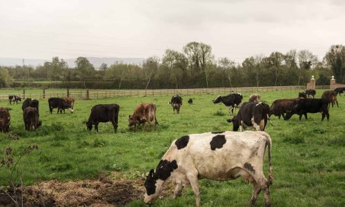 Les offres d’Exploitations Agricoles d’Élevage Bovin
