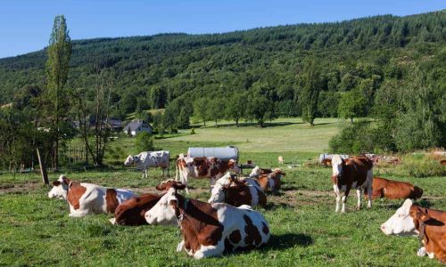 Les offres d’Exploitations Agricoles d’Élevage Bovin
