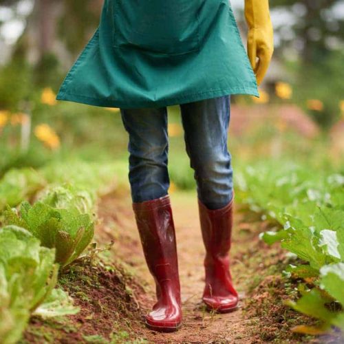 Les offres d’Exploitations Maraîchères