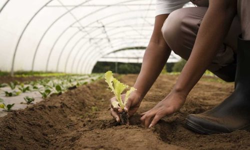 Les offres d’Exploitations Maraîchères