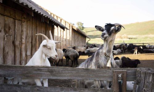 Les Offres d’Exploitation d’Élevage Caprin