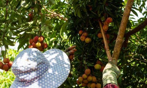 Les offres d’Exploitations Arboricoles