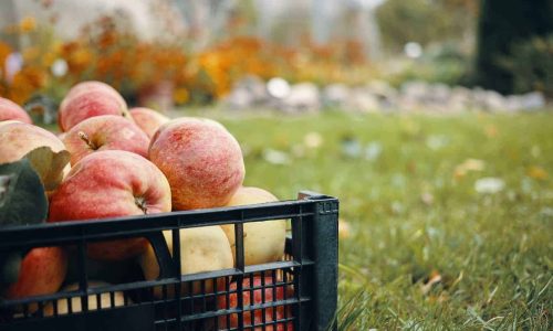 Les offres d’Exploitations Arboricoles