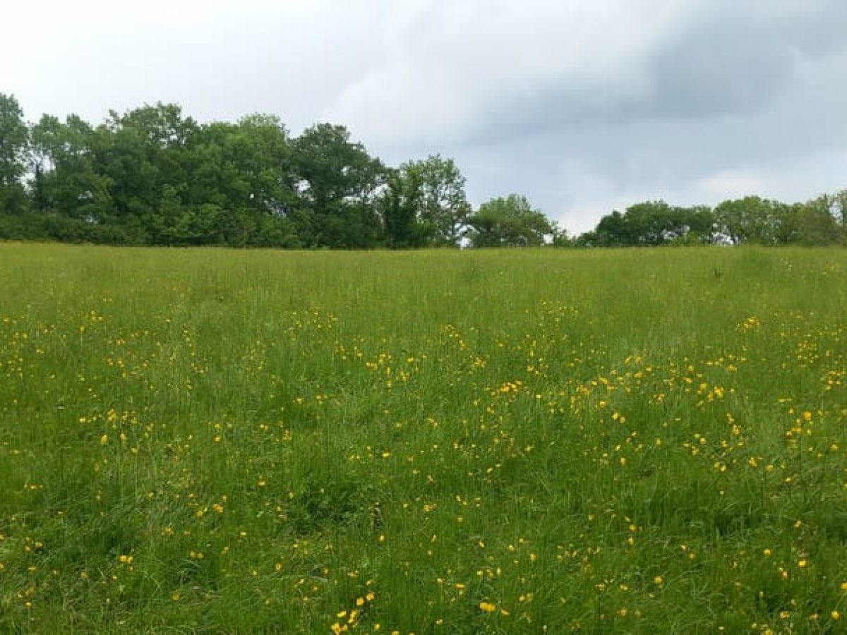 Ferme d’élevage bovin allaitant à reprendre sur le Causse de Gramat – Lot (46)