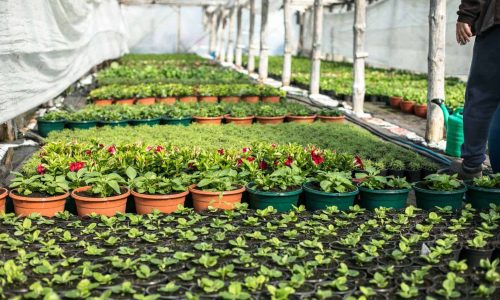 Les offres d’Exploitations Horticoles