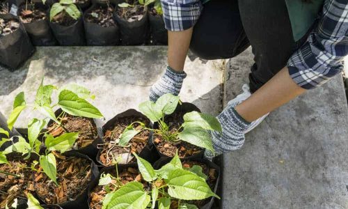 Les offres d’Exploitations Horticoles