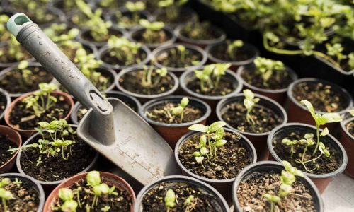 Les offres d’Exploitations Horticoles
