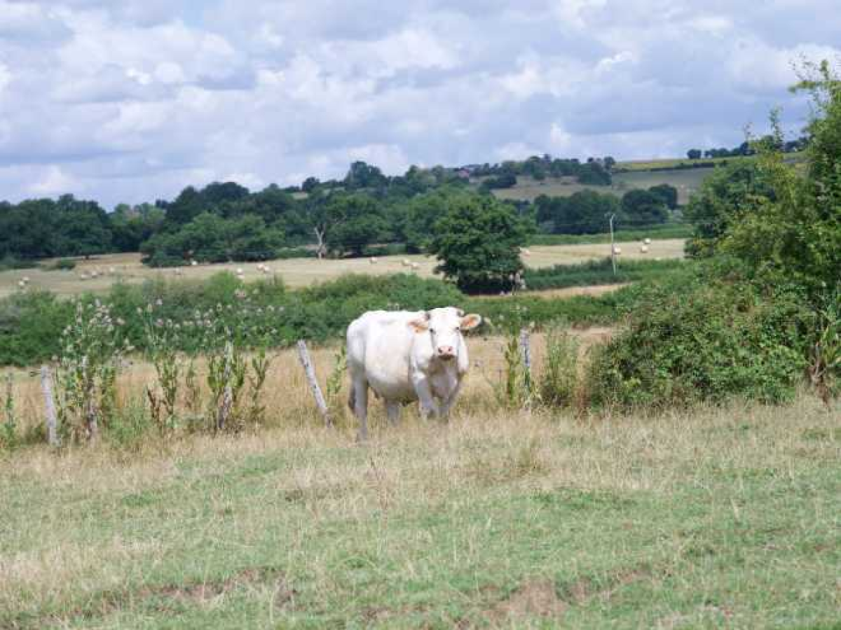Ferme d’Élevage Bovins viande à reprendre à Lurcy-le-Bourg – Nièvre (58)