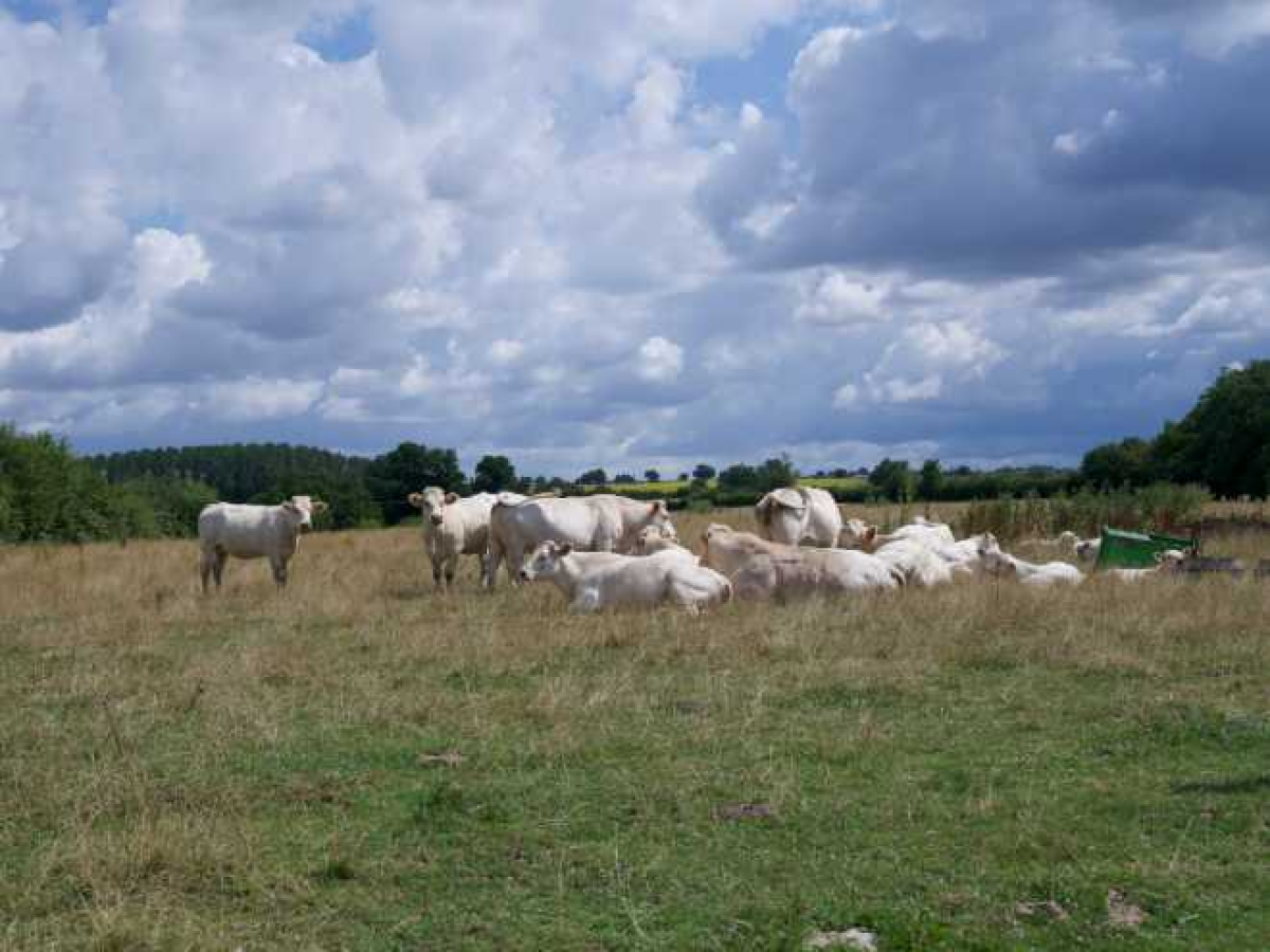 Ferme d’Élevage Bovins viande à reprendre à Lurcy-le-Bourg – Nièvre (58)