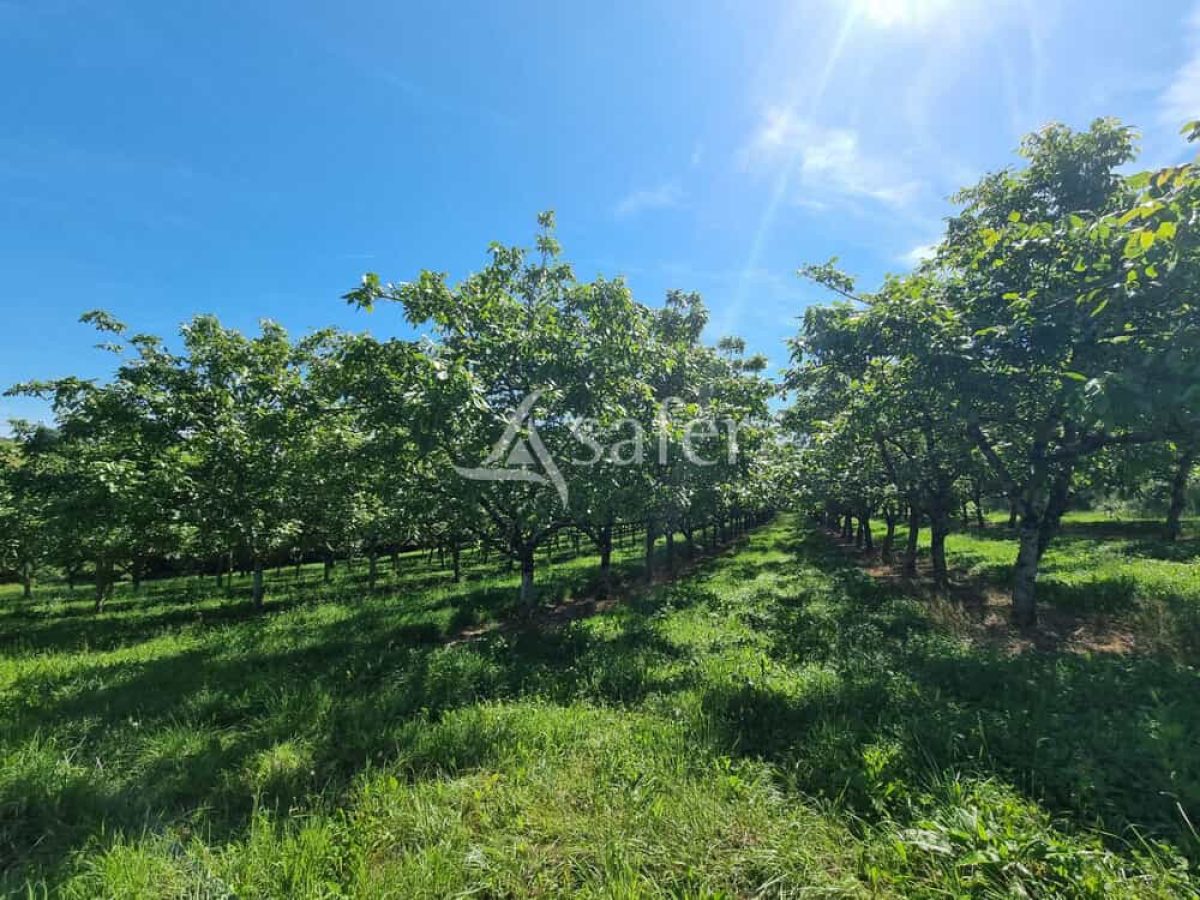 Exploitation nucicole de 8 hectares à vendre sur le Causse de Martel - Lot (46)