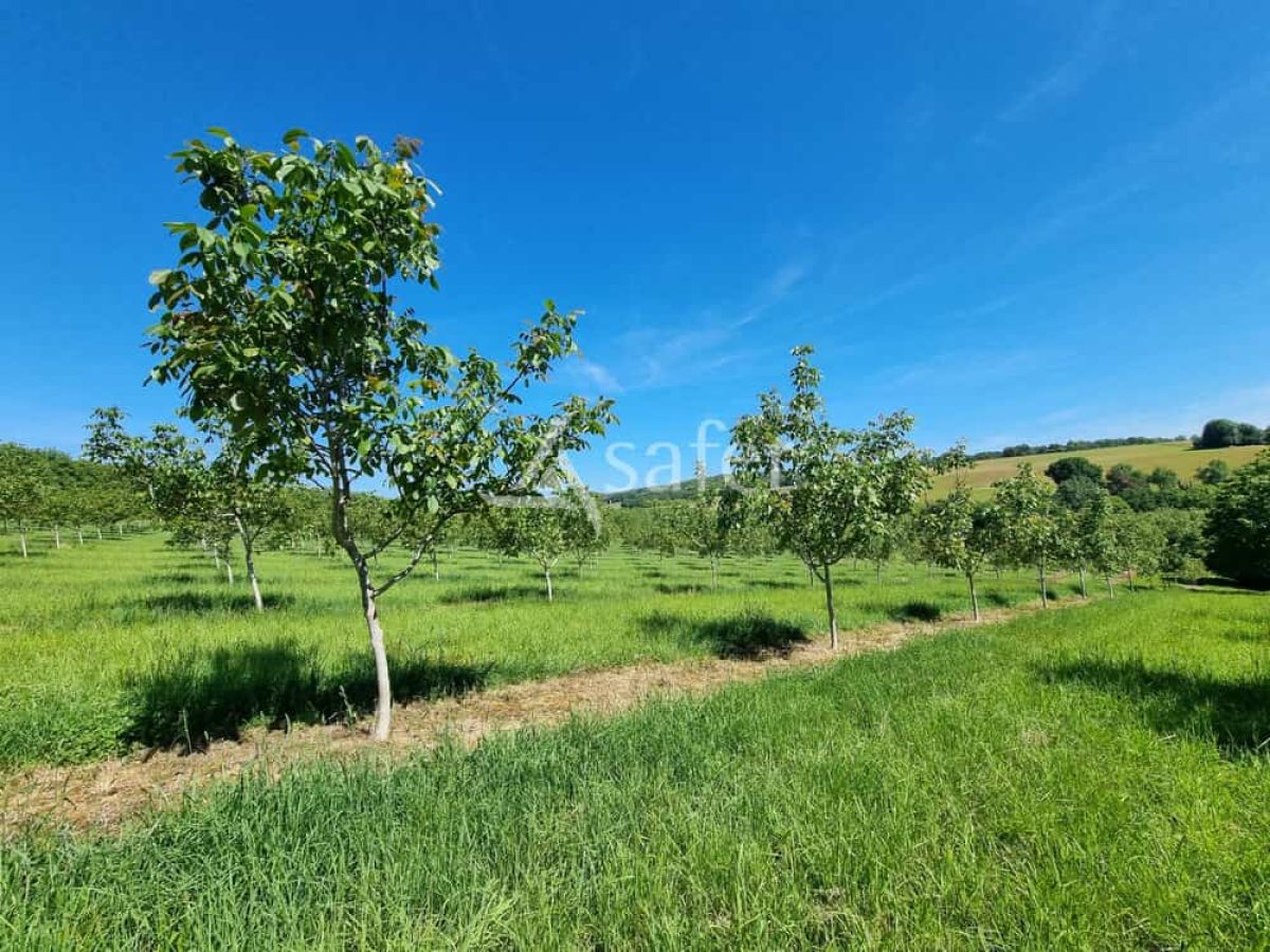 Exploitation nucicole de 8 hectares à vendre sur le Causse de Martel - Lot (46)