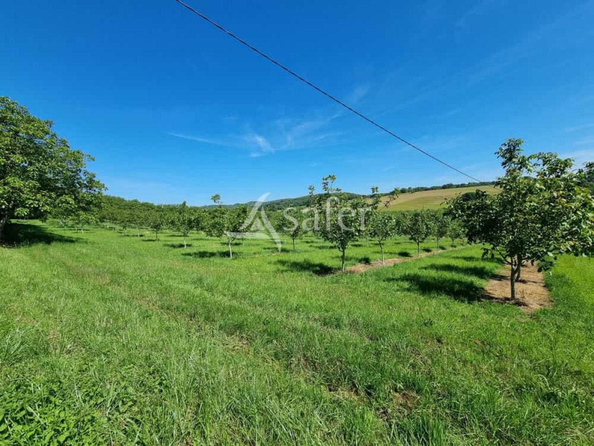 Exploitation nucicole de 8 hectares à vendre sur le Causse de Martel - Lot (46)