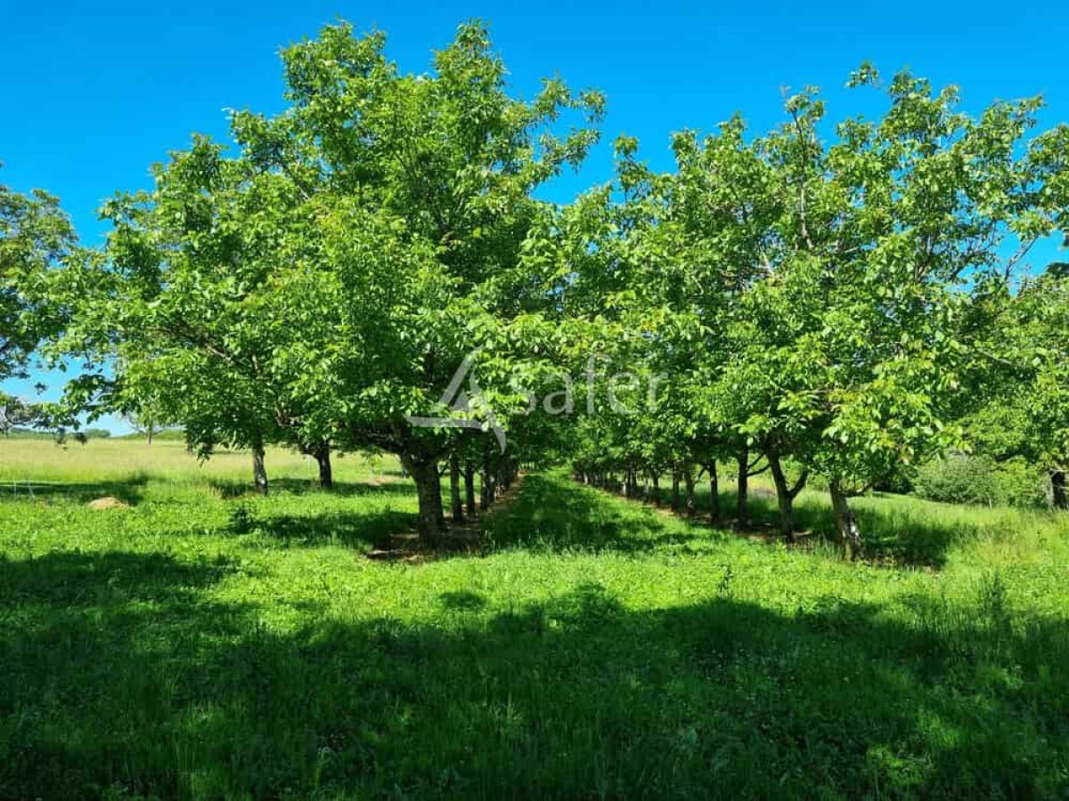 Exploitation nucicole de 8 hectares à vendre sur le Causse de Martel - Lot (46)